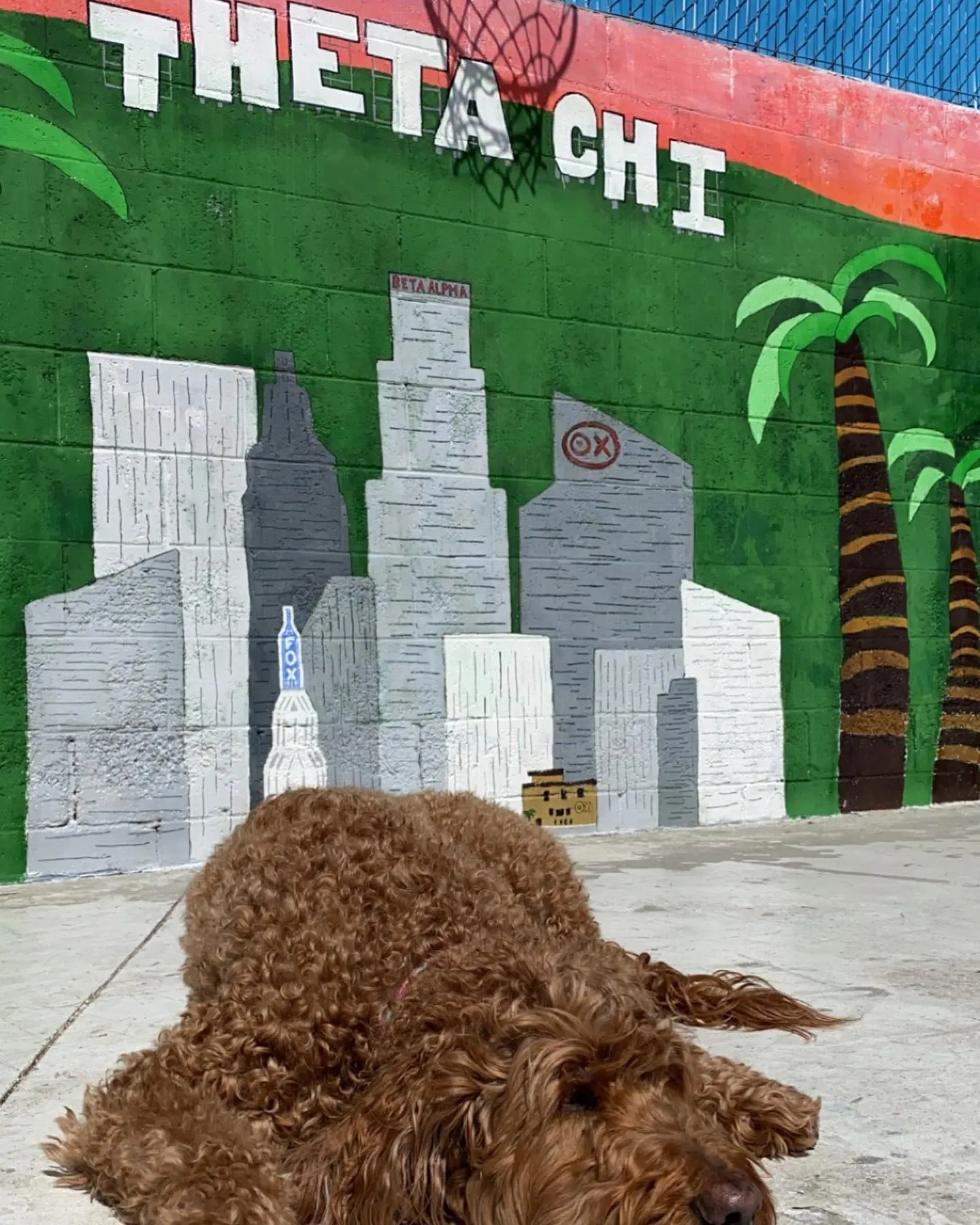 Hope everyone has a post-game restful Sunday like Jessie here!